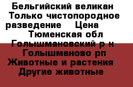 Бельгийский великан. Только чистопородное разведение. › Цена ­ 1 000 - Тюменская обл., Голышмановский р-н, Голышманово рп Животные и растения » Другие животные   